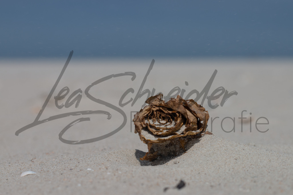 Meer 12 | Rose im Sand auf Spiekeroog. - Realisiert mit Pictrs.com