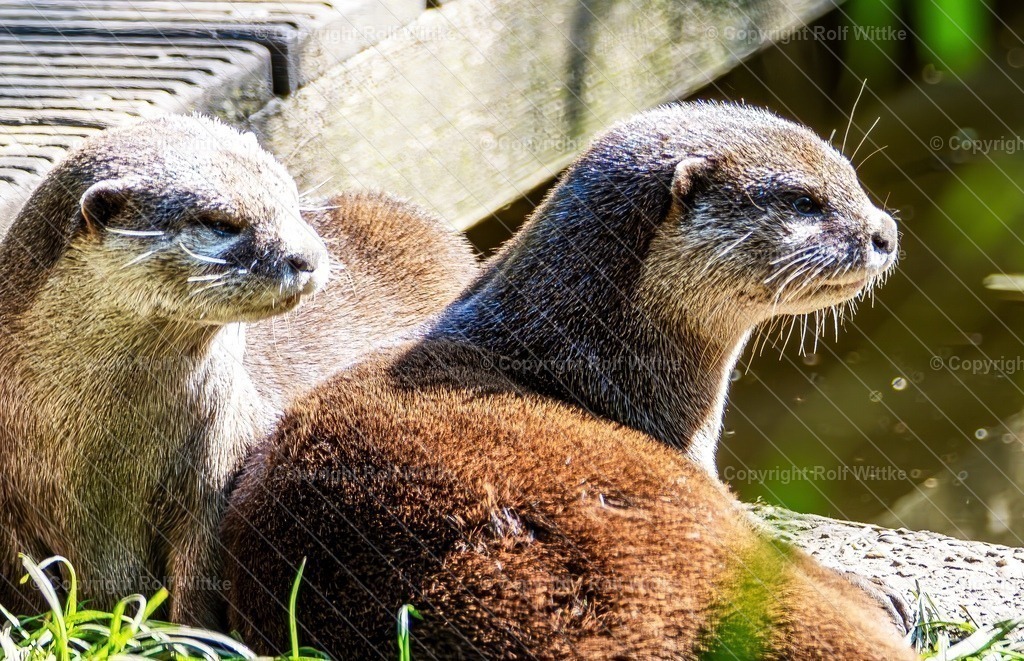 otter0.1.1 | Rolf Wittke  - Realisiert mit Pictrs.com