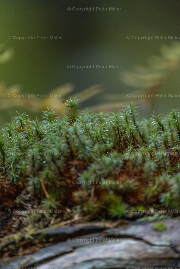 Divers_Erlebnisraum_Wald_23_Peter_Maier-665 | piet_flosse