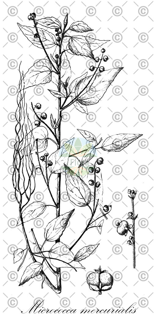 HistAbb_wfo-0000813492_1_ENZY_Simple | Historische Abbildung von Micrococca mercurialis - Euphorbiaceae | Historical Illustration of Micrococca mercurialis - Euphorbiaceae