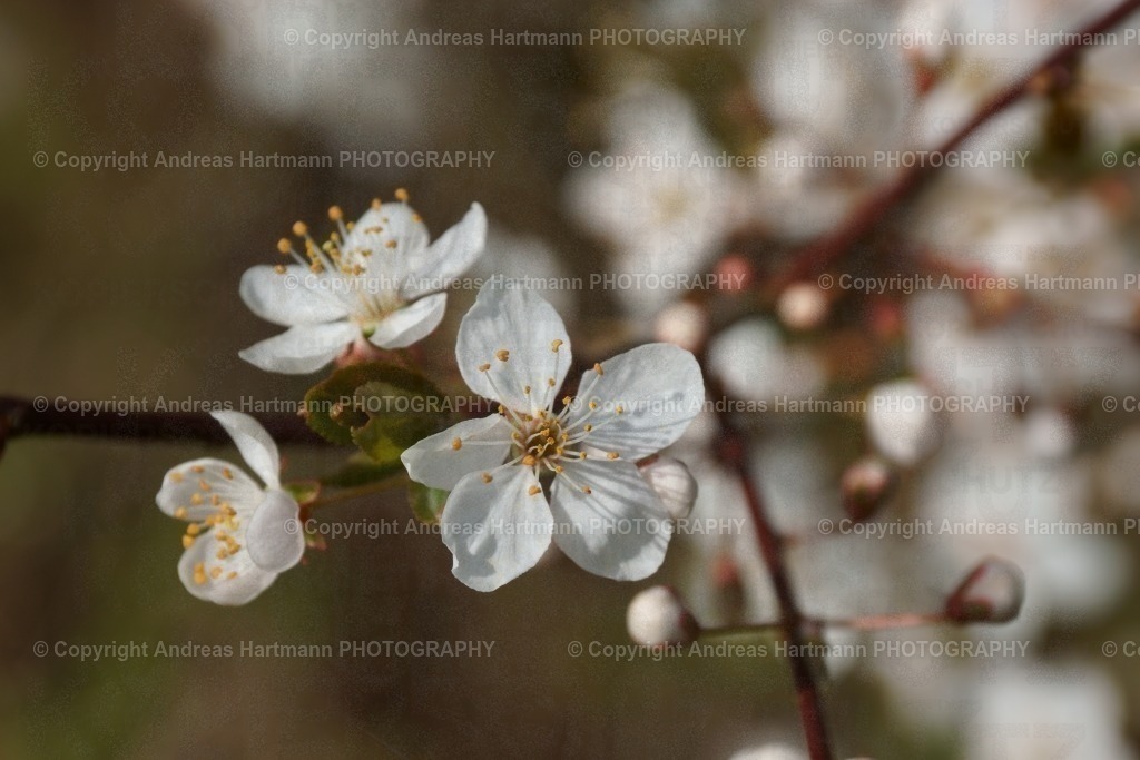 Blüte Blutkirschpflaume | Blüte Blutkirschpflaume - Realisiert mit Pictrs.com