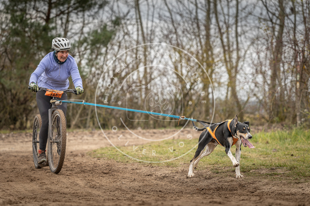 Pfotenfotografie_DV3A9646 | Hundefotografie, Tierfotograf, Pfotenfotografie, Fotoshooting Hund, Hunde Portrait, Hundesport, Hundeportraits, Heideshooting, Hunde, Sportfotograf, Hundefotograf, Turnierhundsport, THS,  - Realisiert mit Pictrs.com