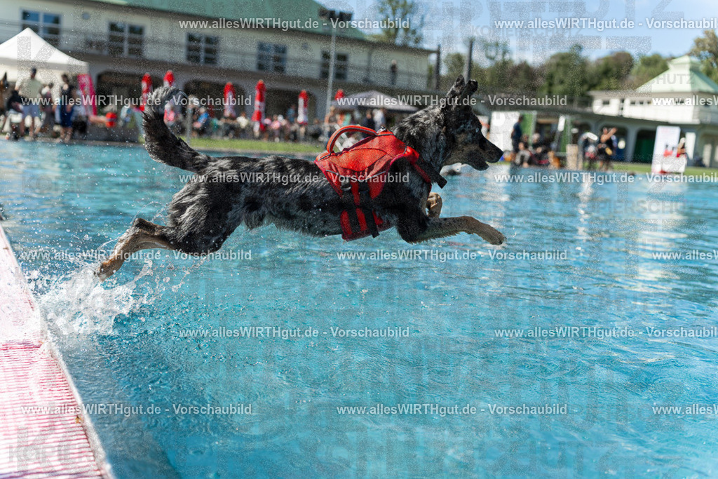 Hundeschwimmen_Volksbad_2026-allesWIRTHgut_Tierfotografie-2609061206-111631-7R500191 | Professionelle Tierfotografie in Mönchengladbach von Daniel Wirth (allesWIRTHgut). Liebevolle & natürliche Bilder von Hunden & Katzen für unvergessliche Erinnerungen.