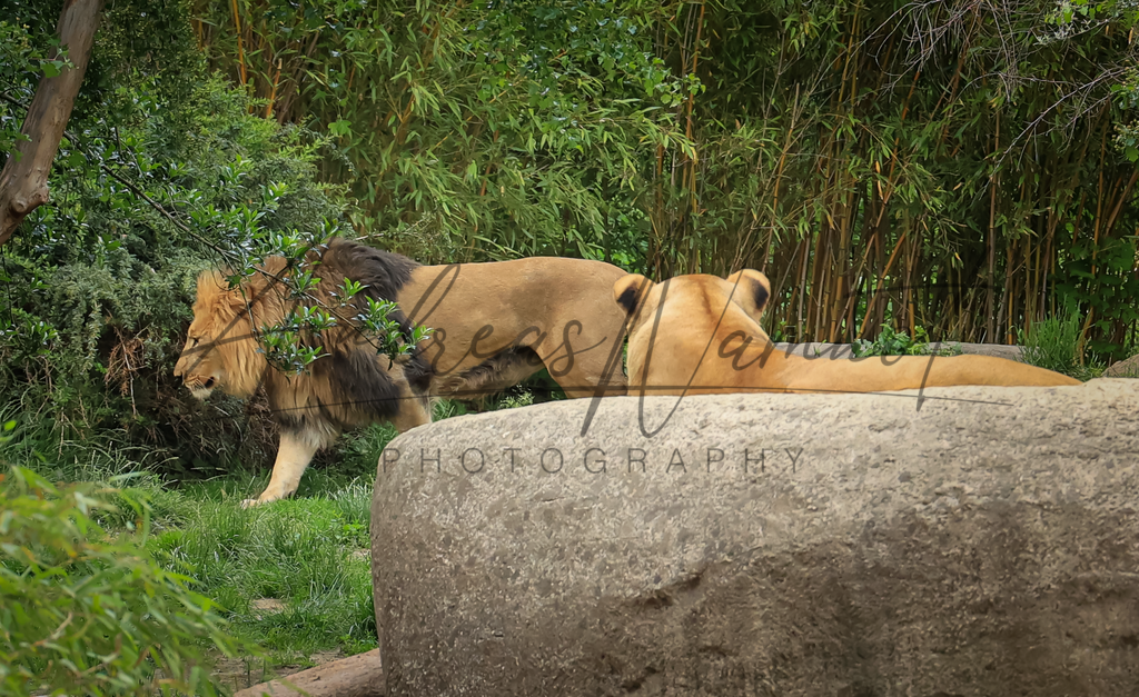 Löwengruppe | Zoobesuch Leipzig 2022 - Realisiert mit Pictrs.com
