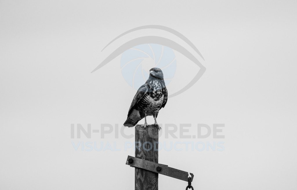 _DSC7673 | in-picture - Realisiert mit Pictrs.com