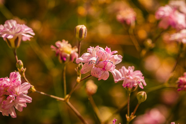 Rosa Blüten von einem Schleierkraut | Viele rosa Blüten vom Schleierkraut - Realisiert mit Pictrs.com