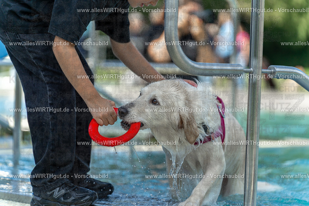 Hundeschwimmen_Volksbad_2026-allesWIRTHgut_Tierfotografie-2609061216-112625-7R500013 | Professionelle Tierfotografie in Mönchengladbach von Daniel Wirth (allesWIRTHgut). Liebevolle & natürliche Bilder von Hunden & Katzen für unvergessliche Erinnerungen.