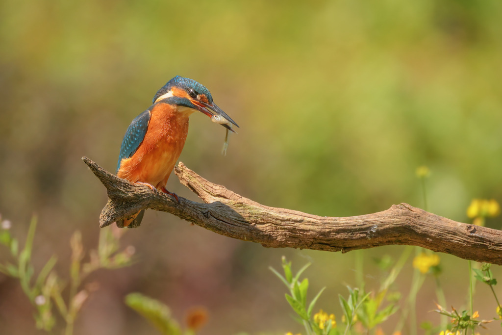 Wandbild - Eisvogel mit Fisch auf einem Ast | Das Bild zeigt einen farbenprächtigen Eisvogel (Alcedo atthis), der auf einem Ast sitzt und seine frisch gefangenem Fisch im Schnabel hält. Der Vogel sticht mit seinem leuchtend blauen und orangefarbenen Gefieder lebhaft hervor. Der Hintergrund ist in sanften, unscharfen Grüntönen gehalten, was die Aufmerksamkeit des Betrachters auf den detailliert dargestellten Eisvogel lenkt. Die Szene strahlt Ruhe und die natürliche Schönheit des Lebensraums des Eisvogels aus.