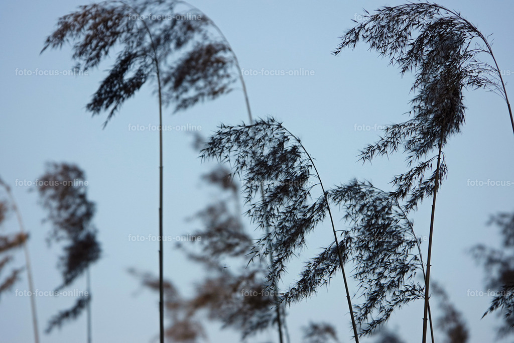 Smiling Lake_3 | Reeds in the light wind