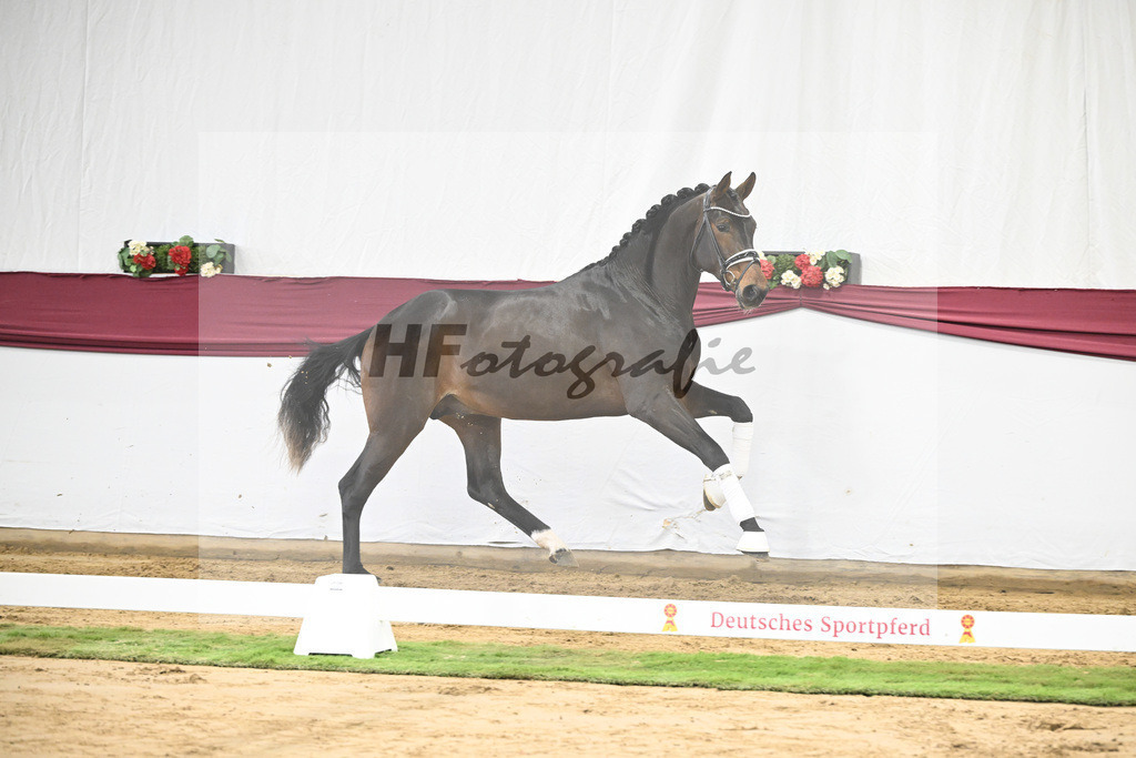 Kat-Nr. 139 Escolar x Rubin-Royal_2M2 Horese I Bastad AB_47250324 | hf-fotografie - Realisiert mit Pictrs.com