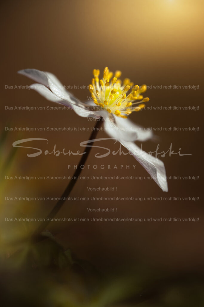 Buschwindröschen im Abendglanz | Ein einzelnes Buschwindröschen erhebt sich sanft aus dem warmen Hintergrund des Waldes.Das goldene Licht umspielt die feinen Blütenblätter und lässt die leuchtend gelben Staubgefäße strahlen.Die reduzierte Komposition und die weiche Tiefenunschärfe verleihen dem Bild eine ruhige, beinahe meditative Atmosphäre – ein stiller Moment im Erwachen des Frühlings. - Realisiert mit Pictrs.com