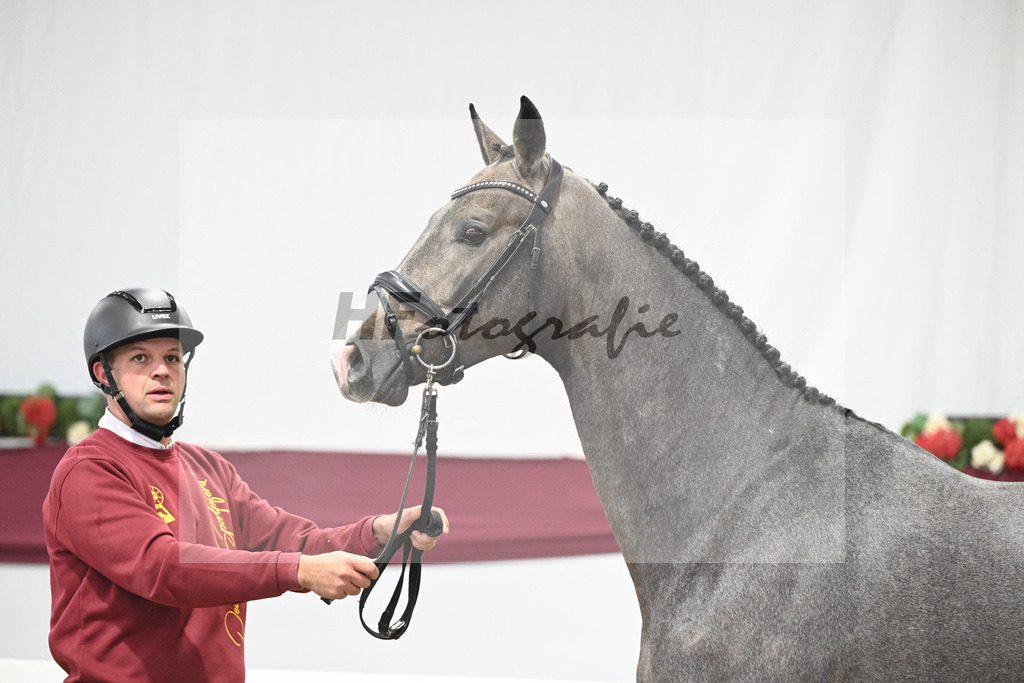 Kat-Nr. 11 Clarimo x Corrado I_Josef Schoenweiler_ 47250148 | hf-fotografie - Realisiert mit Pictrs.com