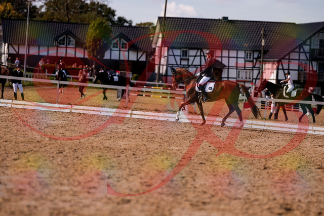 2026_10_03_Siefer-Hof_133143_Z81_86190760 | Professionelle Reitsport-, Turnier- und Eventfotografie von Robert Broda. Galerien mit ausgewählten und bearbeiteten Bildern direkt online ansehen und bestellen.