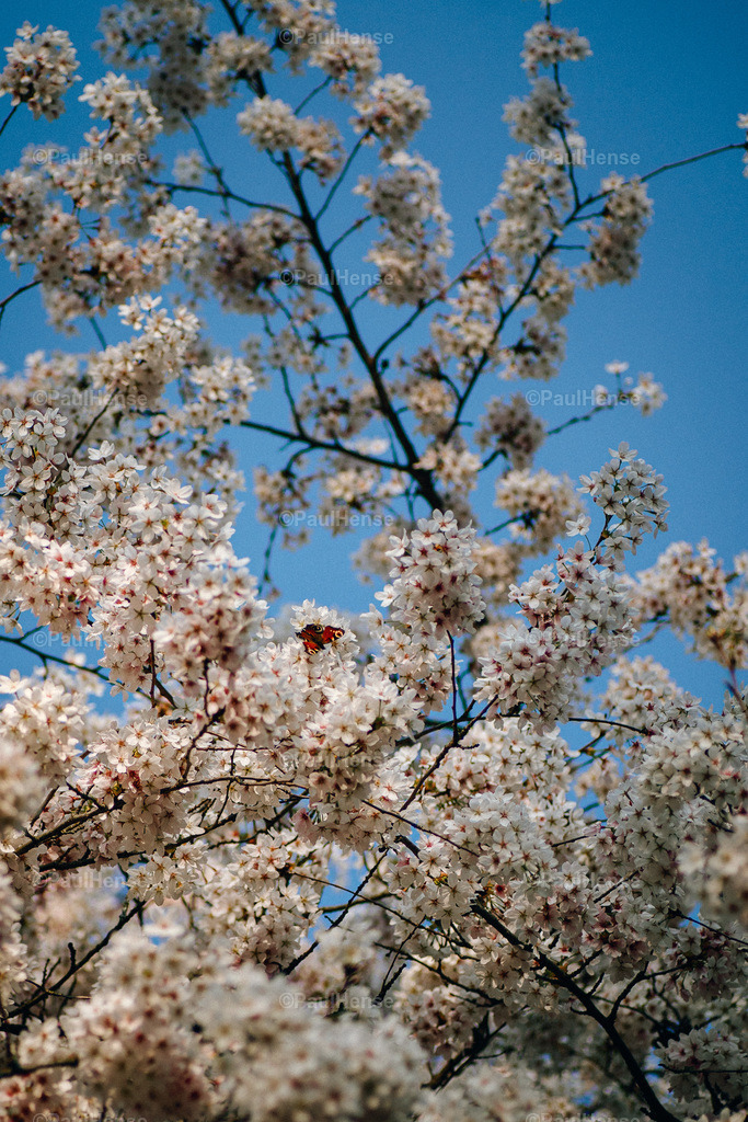 20220324_PaulHense_S0010_DSC03452 | paulhense - Realisiert mit Pictrs.com