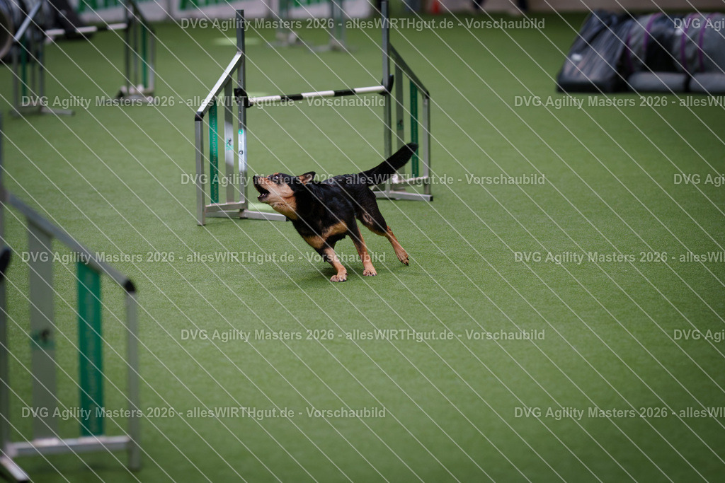 allesWIRTHgut_Tierfotografie-DVG_Agility_Masters_2026-09_46-7R502634 | Professionelle Tierfotografie in Mönchengladbach von Daniel Wirth (allesWIRTHgut). Liebevolle & natürliche Bilder von Hunden & Katzen für unvergessliche Erinnerungen.