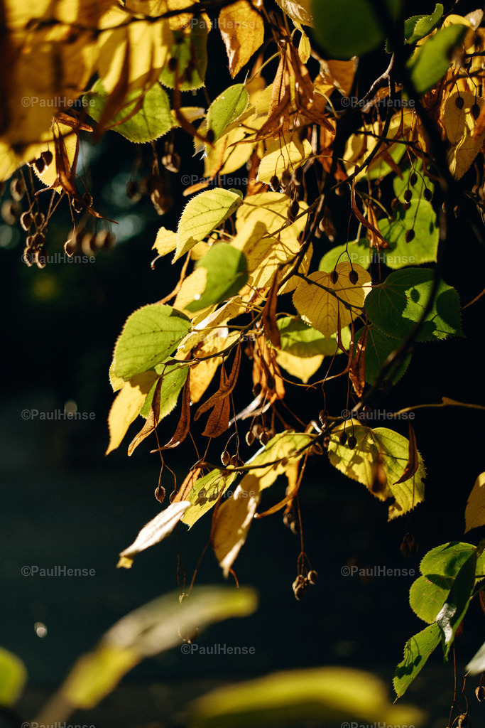 20221020_PaulHense_S0030_DSC00088 | paulhense - Realisiert mit Pictrs.com