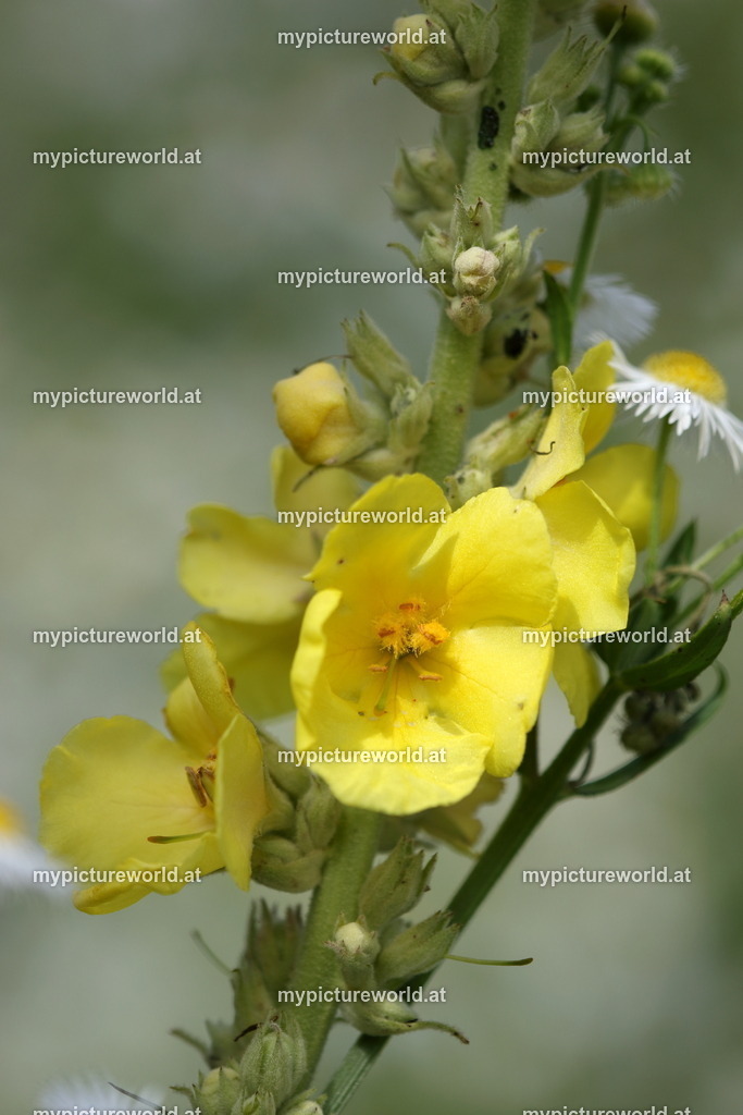 Großblütige Königskerze-015 | Das Bilderarchiv über Tiere, Planzen und Landschaften. In der Bilddatenbank finden Sie ein große Auswahl an hochwertigen Bilder für Ihre Werbung - Realized with Pictrs.com