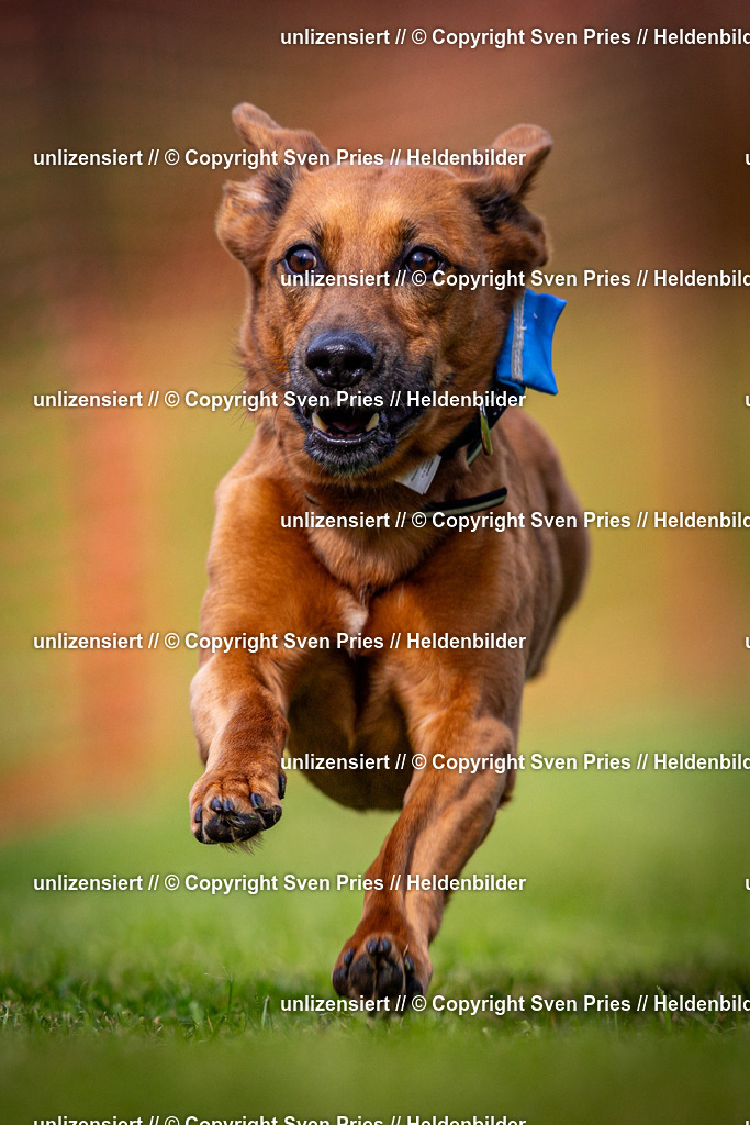 Sven Pries | 2024-09-22 - Hunderennen Baden-BadenPudelverein - Realisiert mit Pictrs.com