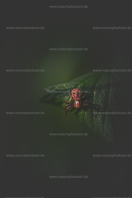 Sumpfkrabbenspinne | Eine Spinne sitzt auf einem Blatt - Realisiert mit Pictrs.com