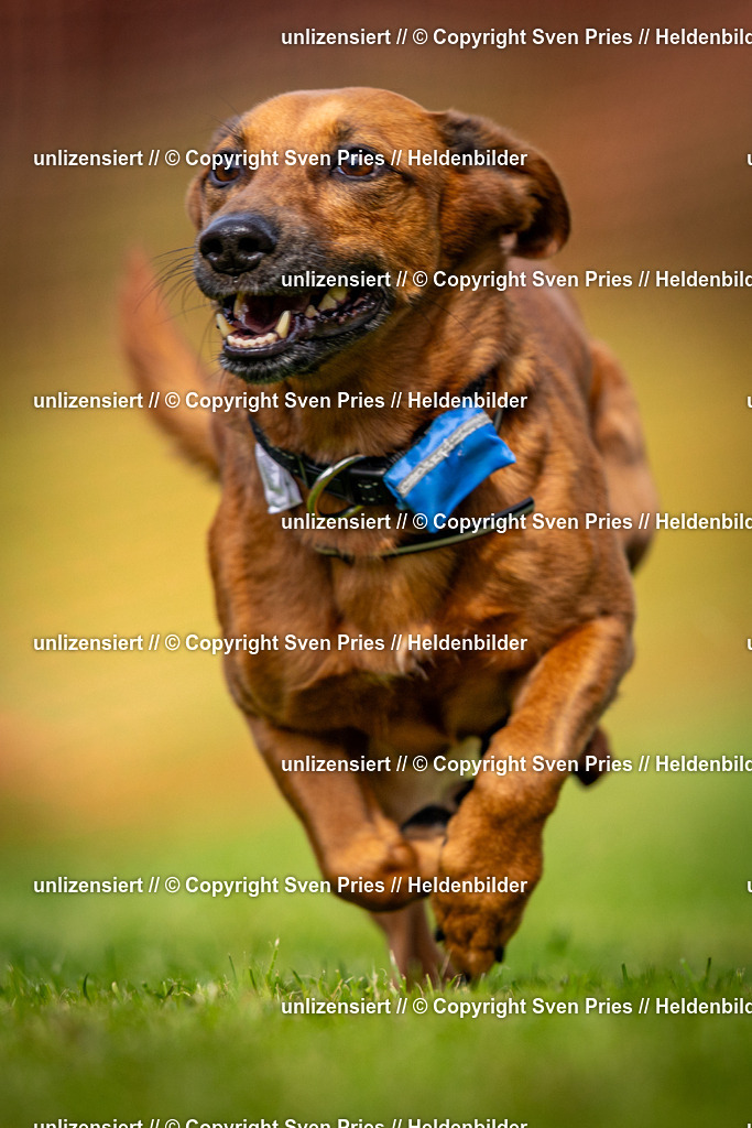 Sven Pries | 2024-09-22 - Hunderennen Baden-BadenPudelverein - Realisiert mit Pictrs.com