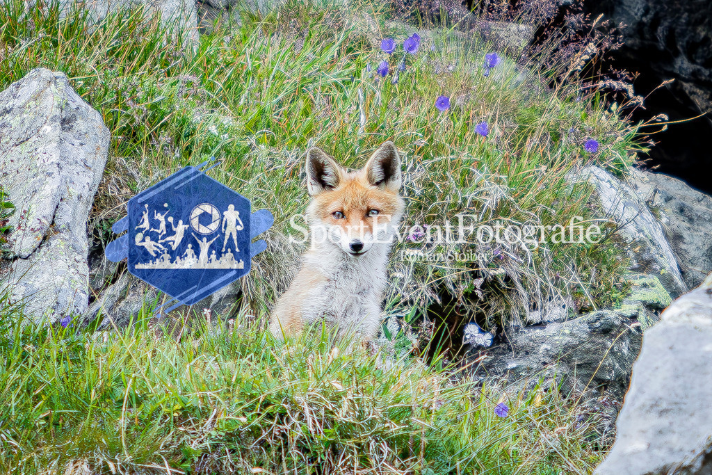 IMAG1132 | SportEventFotografie - Roman Stoiber