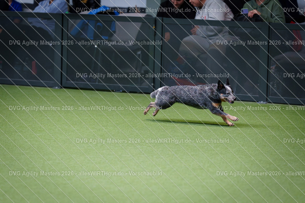 allesWIRTHgut_Tierfotografie-DVG_Agility_Masters_2026-11_18-7R505542 | Professionelle Tierfotografie in Mönchengladbach von Daniel Wirth (allesWIRTHgut). Liebevolle & natürliche Bilder von Hunden & Katzen für unvergessliche Erinnerungen.