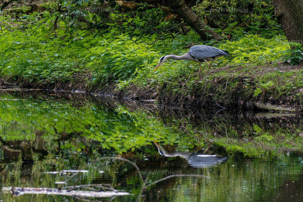 Daniel Wirth - www.allesWIRTHwild.de -DSC08244-DNG_DxO | Entdecke die faszinierende Welt der Natur- und Wildlife-Fotografie von Daniel und Bärbel. Inspirierende Bilder von wilden Tieren und kleinen Naturwundern.