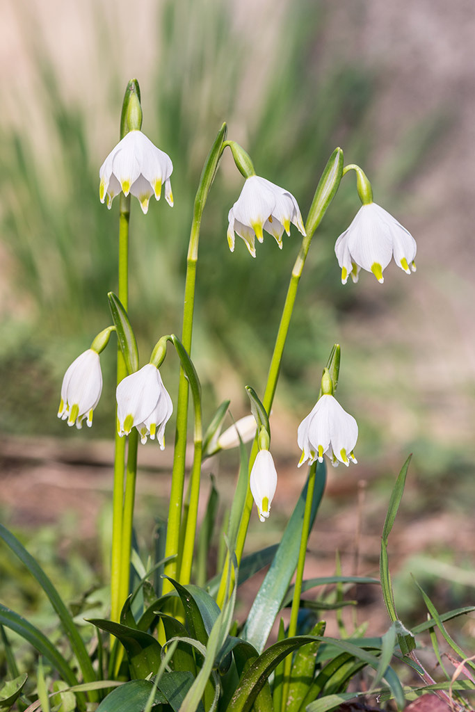 Märzenbecher | im Frühling. - Realisiert mit Pictrs.com