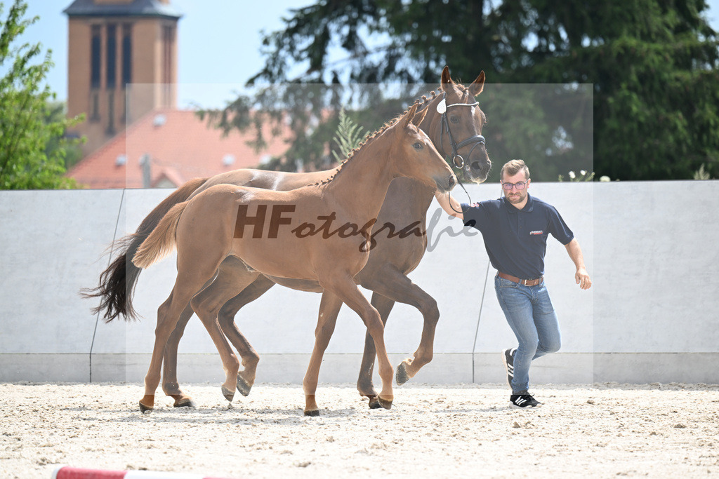 Kat-Nr. 315 Tangelo v d Zuithoeve x Diamant de Semilly_SF_Sportpferdezucht Ehrlich_21250383 | hf-fotografie - Realizzato con Pictrs.com