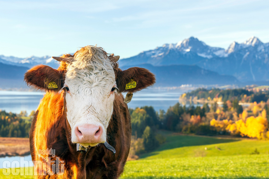 PS-Tiere-2026-80 | Entdecke die größte Bildgalerie der Region mit Fotografien aus dem Allgäu, der Bodenseeregion, Oberschwaben, dem Donautal und der Schwäbischen Alb. Landschaften, Luftaufnahmen und Reisefotografie als Wandbild und Fotokunst. - Realisiert mit Pictrs.com