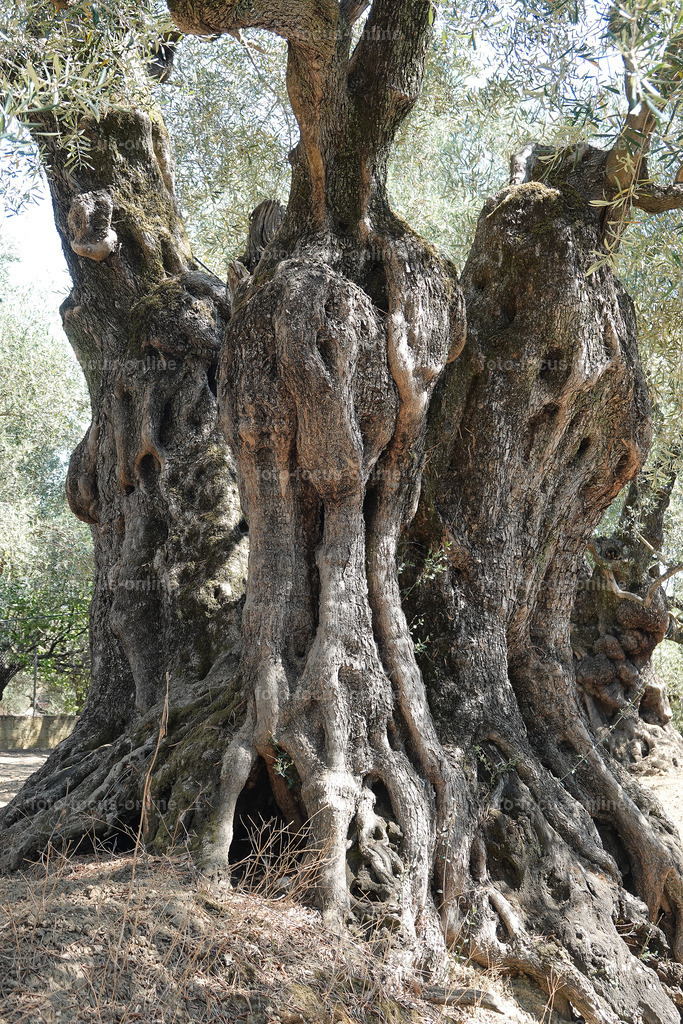 Stories of the Ancient Olive Trees | Ancient Olive Trees
