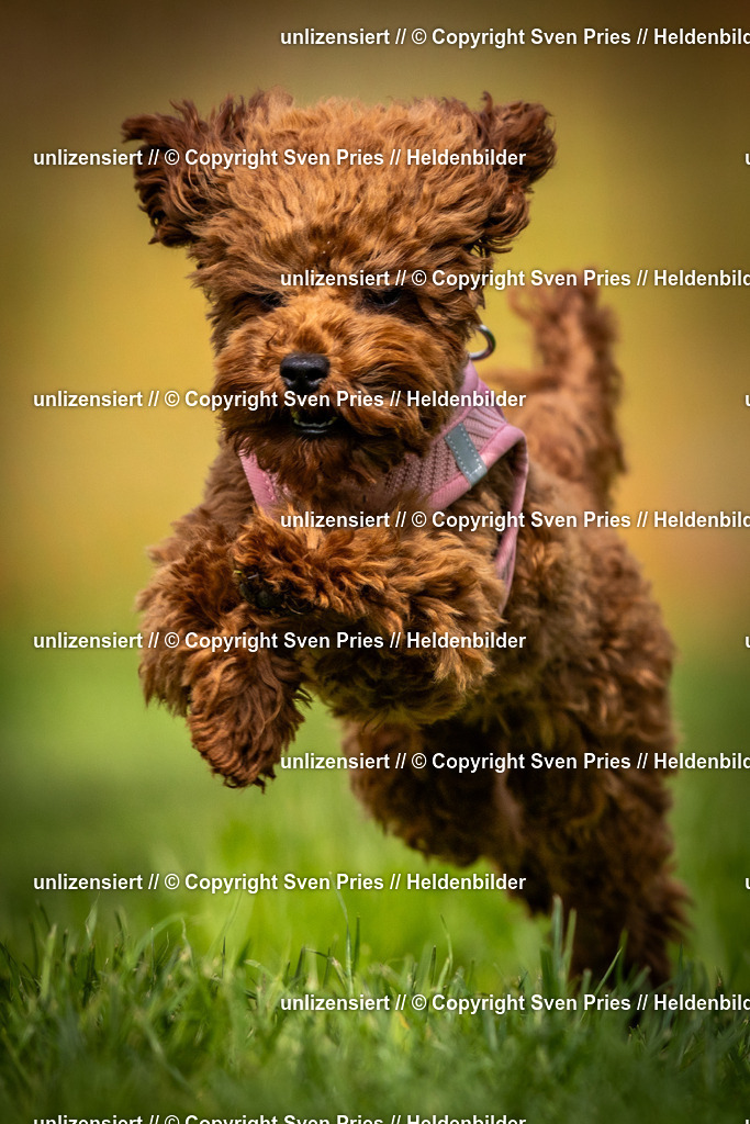 Sven Pries | 2025-04-13 - Hunderennen Baden-Baden - Realisiert mit Pictrs.com