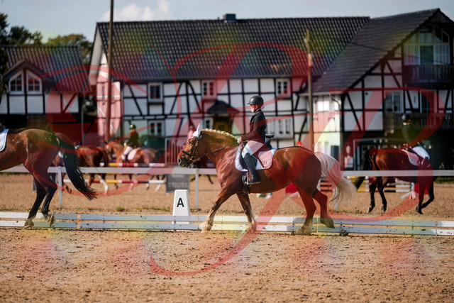 2026_10_03_Siefer-Hof_130340_Z63_65878787 | Professionelle Reitsport-, Turnier- und Eventfotografie von Robert Broda. Galerien mit ausgewählten und bearbeiteten Bildern direkt online ansehen und bestellen.