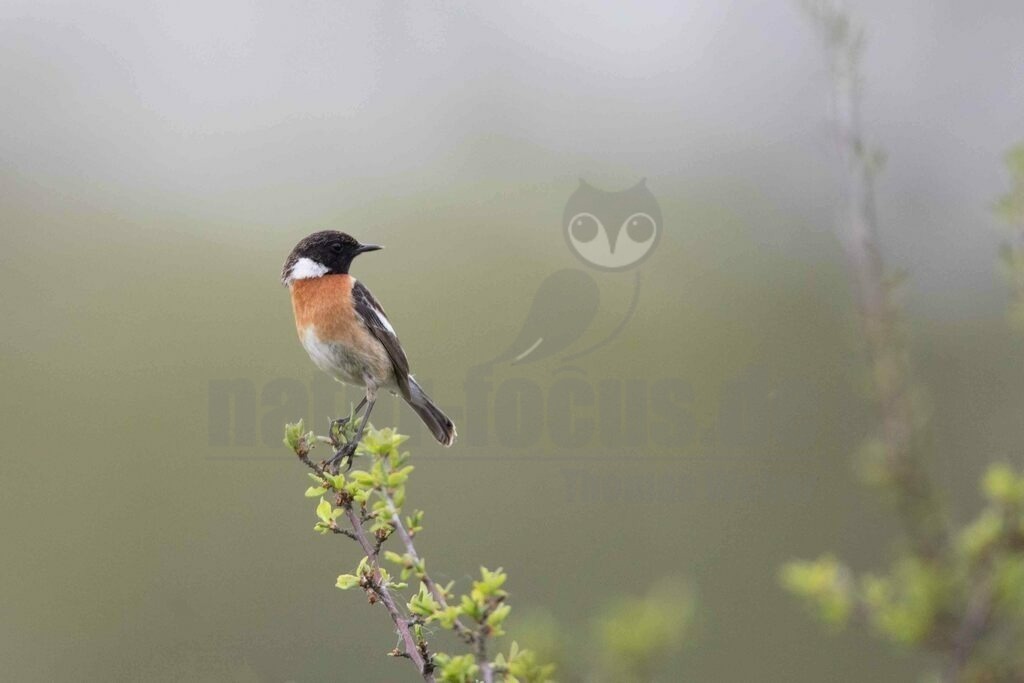 20170508200614-2 | Das Schwarzkehlchen ist ein kleiner Singvogel aus der Gattung der Wiesenschmätzer und der Familie der Fliegenschnäpper.  - Realisiert mit Pictrs.com