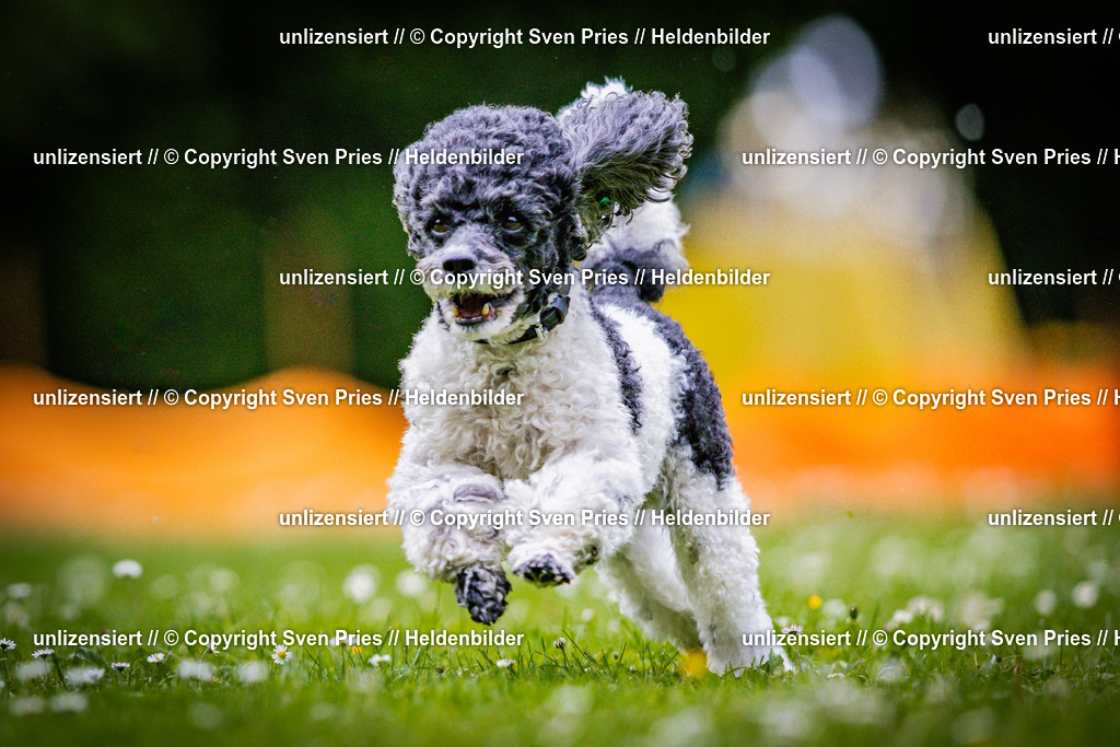 Sven Pries | 2025-05-29 - Pudelrennen KA-Durlach - Realisiert mit Pictrs.com