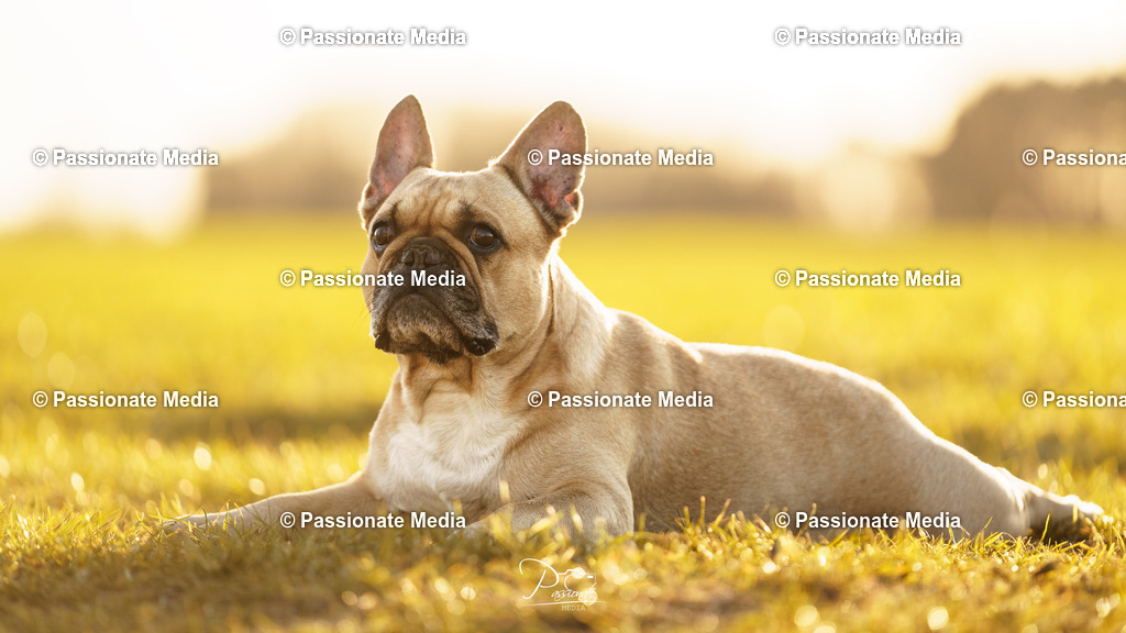 DSC09802 | Passionate Media, dein Fotograf aus Brandenburg, Märkisch Oderland, im Bereich Motorsport, Autos und Motorräder sowie Events und auch Hunde. Shootings oder auch Eventbegleitungen können bei mir gebucht we