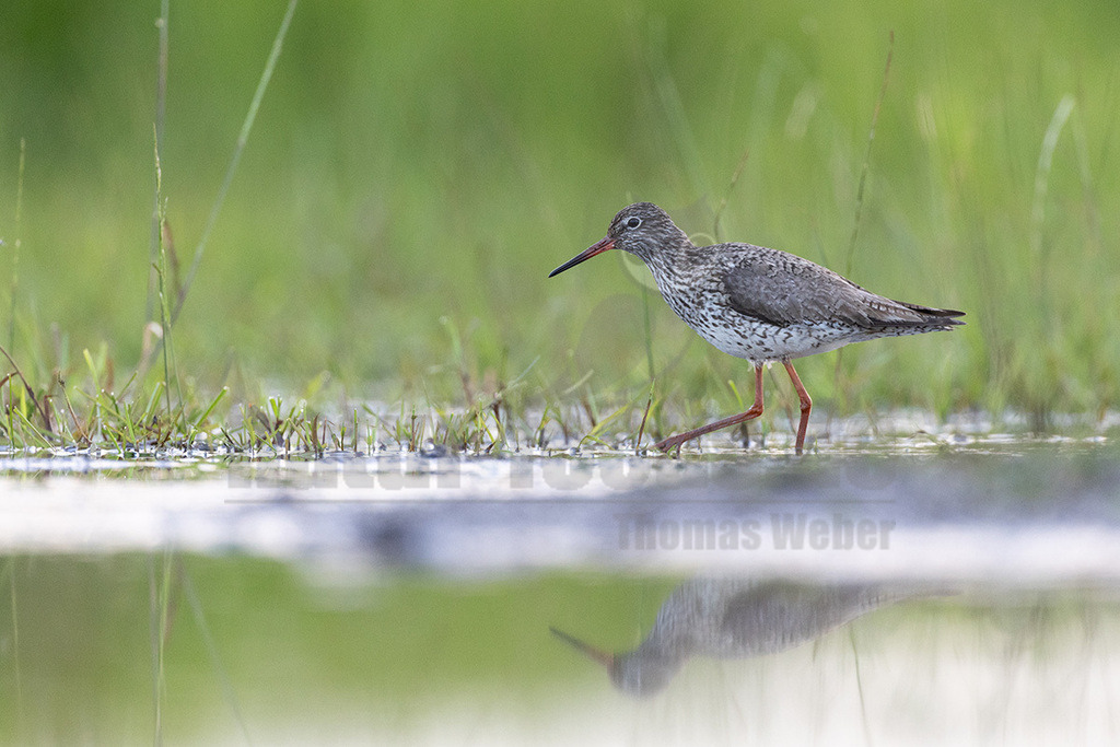 R5NF1840_20240612 | Der Rotschenkel (Tringa totanus) ist eine Vogelart aus der Familie der Schnepfenvögel (Scolopacidae). Er ist ein Brutvogel über weite Bereiche Eurasiens. Zu seinem Lebensraum gehören die mediterrane bis boreale Zone, und er kommt in Asien auch in Steppen- und Wüstengebieten vor. In Mitteleuropa sind Schwerpunkte seiner Verbreitung die Küsten und das küstennahe Tiefland. Im Binnenland kommt er nur inselartig in kleinen Populationen vor und im Süden Mitteleuropas ist er auf Restvorkommen reduziert. - Realisiert mit Pictrs.com