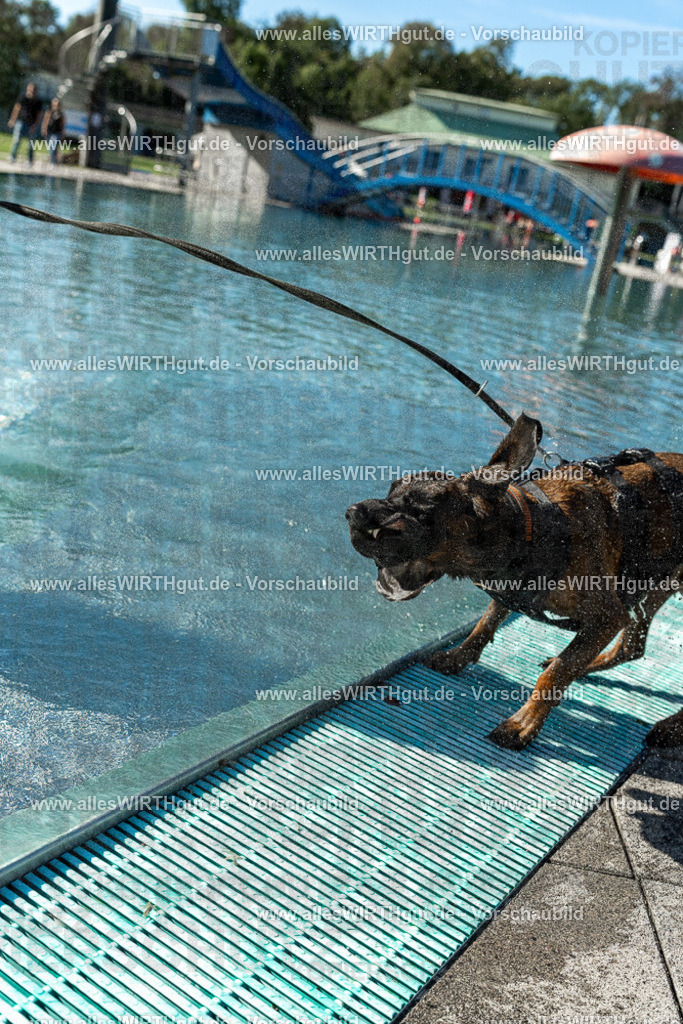 Hundeschwimmen_Volksbad_2026-allesWIRTHgut_Tierfotografie-2609061030-094027-7R508916 | Professionelle Tierfotografie in Mönchengladbach von Daniel Wirth (allesWIRTHgut). Liebevolle & natürliche Bilder von Hunden & Katzen für unvergessliche Erinnerungen.