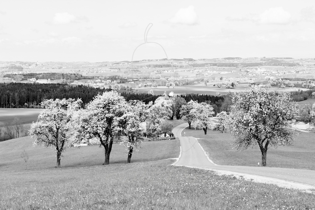 Mostviertel Schwarz Weiß | Ihre Fotografin im Lungau, ihre Fotografin im Mostviertel, Wandbilder Onlineshop, Imagefotos für Ihr Unternehmen,  - Realisiert mit Pictrs.com