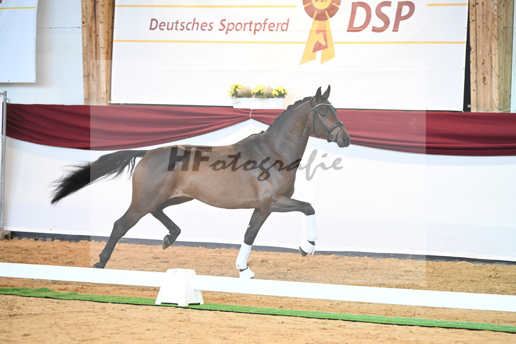 Kat-Nr. 38 v. Jovian_Limbecker_66220506 | hf-fotografie - Realisiert mit Pictrs.com