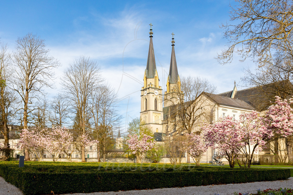 Magnolienbluete_Admont_Steiermark_ -9761 | Ihre Fotografin im Lungau, ihre Fotografin im Mostviertel, Wandbilder Onlineshop, Imagefotos für Ihr Unternehmen,  - Realisiert mit Pictrs.com