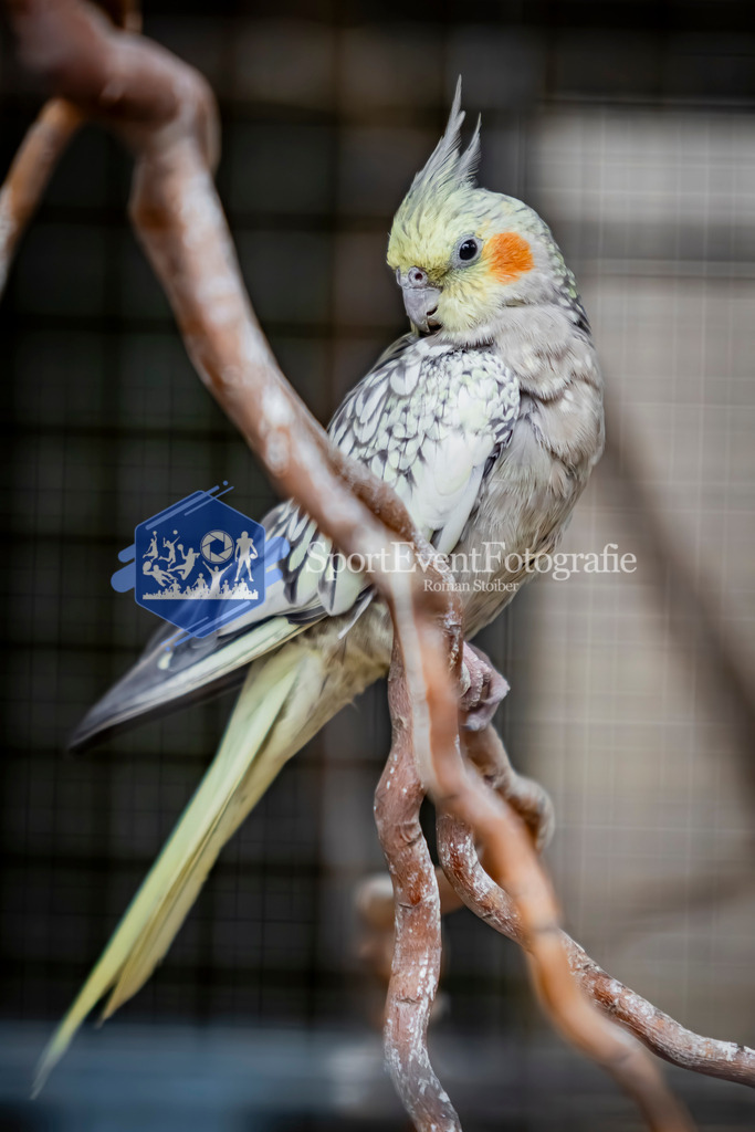 IMG_4105 | SportEventFotografie - Roman Stoiber