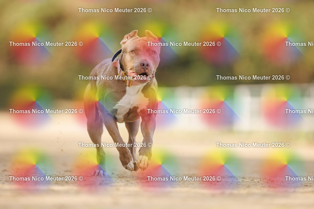 Thomas_Nico_Meuter(C)_03. Oktober 2026_223A7966 | Bild von Thomas Nico Meuter - Realisiert mit Pictrs.com