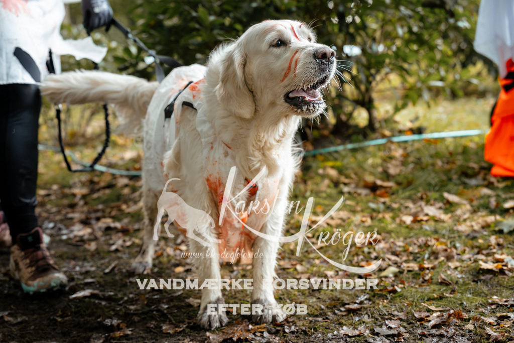 1429DZ6_2559Z6 | kk-dogfotos