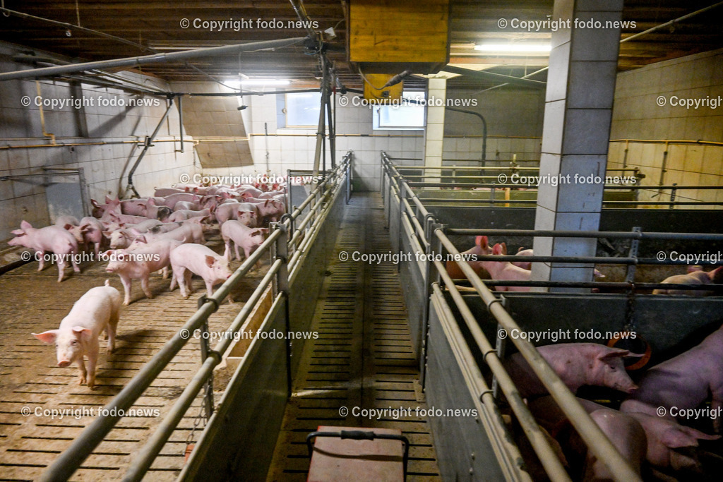 Landwirtschaft_ Schweinebauer_ 07.02.2024-14 | 07.02.2024, Obernberg am Inn, AUT, Landwirtschaft, Schweinebauer, im Bild Schweine, Schweinestall, Aufzucht, Stall, Boden, Spaltboden, Hausschwein, Mastschwein, Schweinemastbetrieb, Mast, maesten, Stallhaltung, Tiere, Saeugetiere, Nutztiere, Schweineproduktion, Fleisch, Produktion