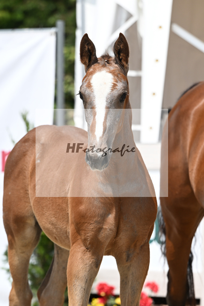 Arezzo Man x Clearway_HF_Maier u Mayerfoels_12250667 | hf-fotografie - Realisiert mit Pictrs.com