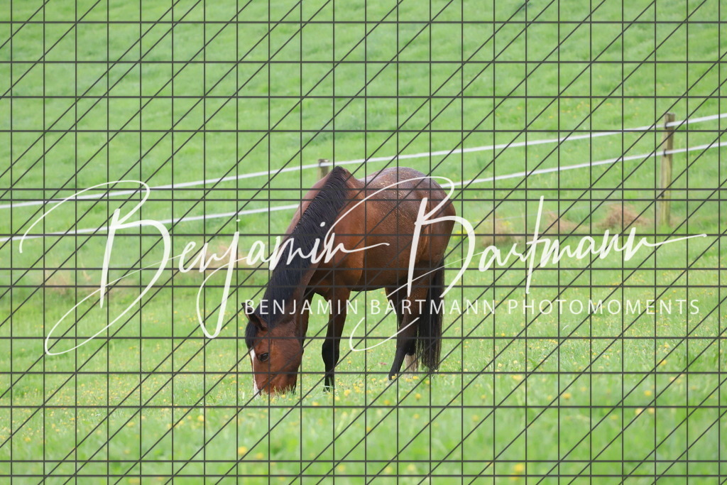 IMG_4298 | Benjamin Bartmann Photomoments