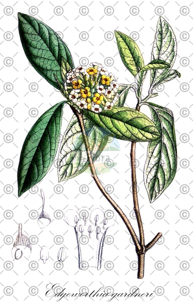 HistAbb_wfo-0000126118_1_ENZY_Simple | Historische Abbildung von Edgeworthia gardneri - Thymelaeaceae | Historical Illustration of Edgeworthia gardneri - Thymelaeaceae (japanese paper plant;mitsumata)