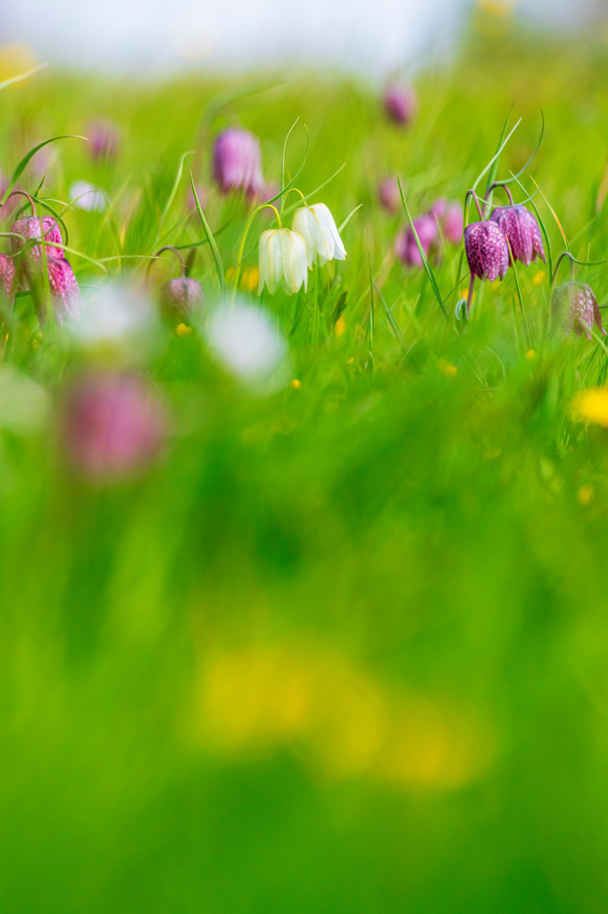 2022_04_30_SCHACHBLUMEN_DSC1702 | Hochwertig gedruckte Fotografien für die Wand, als Kalender und zum Verschenken. Hamburg & Norddeutschland und überall wo ich mit der Kamera unterwegs war.