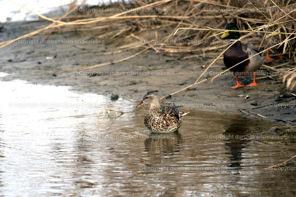 Schnatterente und Stockente im Hintergrund | Eine wenig in Mitteleuropa verbreitete Schnatterente: Diese hier lebt im Naturschutzgebiet Rieselfelder in Münster. A gadwall, a species of duck that is not very common in Central Europe: This one lives in the Rieselfelder nature reserve in Münster. This one lives in the Rieselfelder nature reserve in Münster. This one lives in the Rieselfelder nature reserve in Münster. - Realisiert mit Pictrs.com